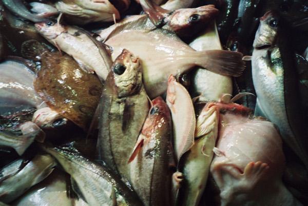 Komission ehdotus Itämeren kalastuskiintiöiksi